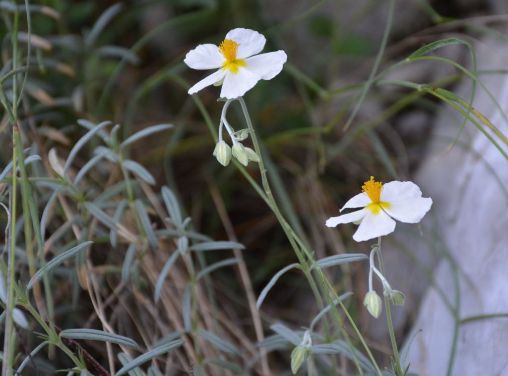 Helianthemum... apenninum (Cistaceae)